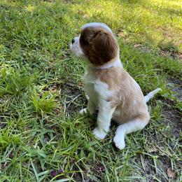 Black Russian Terrier and Cavalier King Charles Spaniel Puppies from Ocean Gem & Guardian Bears