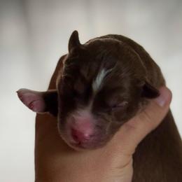 Sprout - Red and white male Siberian Husky puppy in Florence, Kentucky from Moonlight Howl Huskies