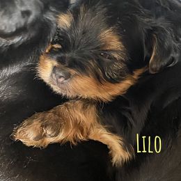 Yorkshire Terrier Puppies from Cutest AKC AZ Yorkies