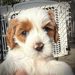 Girl 2 Nova - Blenheim female Cavapoo puppy in Bountiful, Utah from PJs Puppy Love