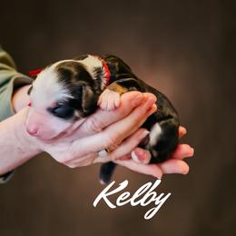 Red Collar Kelby - Tri-color male Bernedoodle puppy in Camden, North Carolina from Fleury Farm Doodles NC