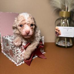 Crème de la crème - Cream male Poodle puppy in Griffin, Georgia from Rawls Lovely Little Tots