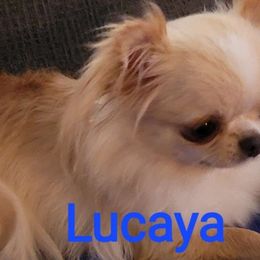 Lucaya - Chihuahua