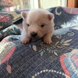Knox - White male American Eskimo Dog puppy in Placerville, California from White Gypsy Ranch