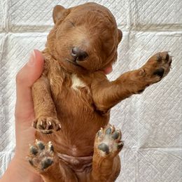 Male 1 - Red  male Goldendoodle puppy in Brooksville, Florida from Kruger Doodles