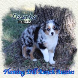 Ozarka - Blue merle female Miniature Australian Shepherd puppy in Forestburg, Texas from Flaming Dill Ranch Aussies