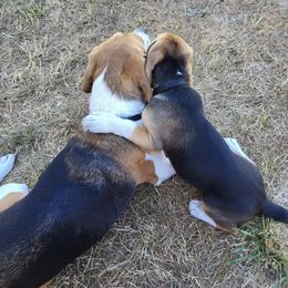 Beagle All Grown Up from Idaho Creekside Beagles