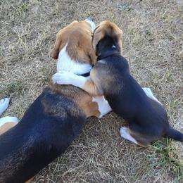 Beagle All Grown Up from Idaho Creekside Beagles