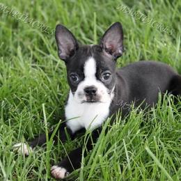 Beagle and Boston Terrier Puppies from Marti Acres ~ Boston Terrier & Beagles