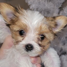 Fettuccine (AKC) - Parti Yorkshire Terrier puppy in Elon, North Carolina from Parti Yorkies