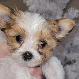 Fettuccine (AKC) - Parti Yorkshire Terrier puppy in Elon, North Carolina from Parti Yorkies