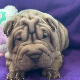 Lucy - Chocolate dilute female Chinese Shar-Pei puppy in China, Michigan from Blackwitch Farms