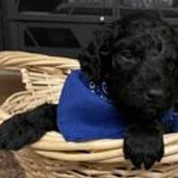 Labradoodles from Becky’s Doodle dynasty