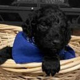 Labradoodles from Becky’s Doodle dynasty
