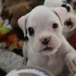 Purple - White female Boxer puppy in Spring, Texas from Sanchez Boxers