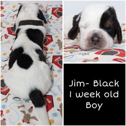 Jim- Black - Black brown and white male Basset Hound puppy in Jacksboro, Texas from Basset Hounds of Jacksboro, Tx
