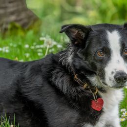 Border Collies from Suzanne's Border Collies