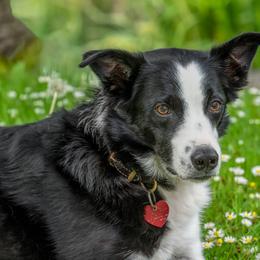 Border Collies from Suzanne's Border Collies