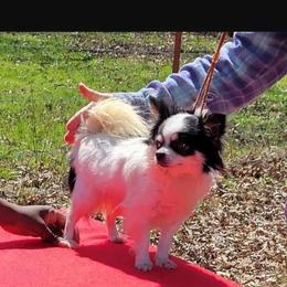May - Chihuahua