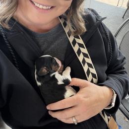 Cavalier King Charles Spaniel Puppies from 5dubs Cavaliers