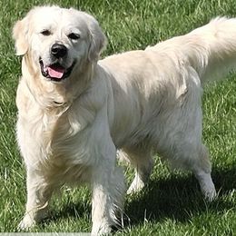 Cash - Golden Retriever