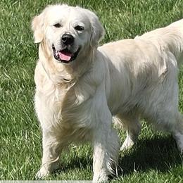Cash - Golden Retriever
