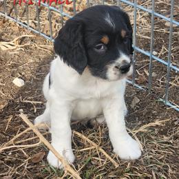 Mr. Tri - Black white and tan male English Springer Spaniel puppy in Craig, Nebraska from Fur & Feathers Kennel