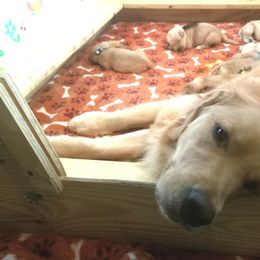 Golden Retriever Puppies from Big Bend Goldens