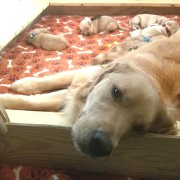 Golden Retriever Puppies from Big Bend Goldens