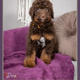 Slinky - Brown male Bernedoodle puppy in Connersville, Indiana from Deaz Doodle Ranch