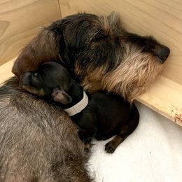 Dachshund Puppies from Vom Dörnerstein