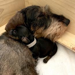 Dachshund Puppies from Vom Dörnerstein