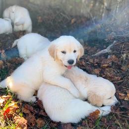 Golden Retrievers from CentralFLGoldens