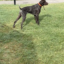 German Shorthaired Pointer Puppies from Triple R German Shorthaired Pointers