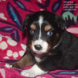 Athena - Black tri female Miniature Australian Shepherd puppy in Patterson, North Carolina from DreamLine Aussies