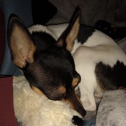 Toy Fox Terriers from Accolade Adventures Kennels