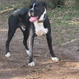 Boxer and Pomeranian All Grown Up from Spivey the grand boxers and poms