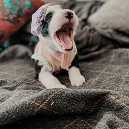 Sheepadoodle Puppies from DOODCompany
