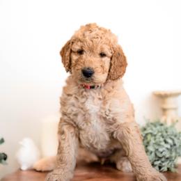 German Shepherd, Goldendoodle, and Golden Retriever Puppies from Silver Pines Pups