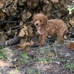 Poodle Puppies from Poodle Palace 918