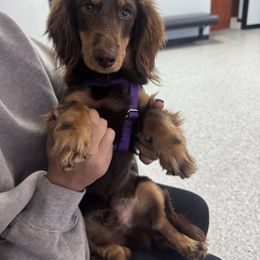 Sosuke - Dachshund