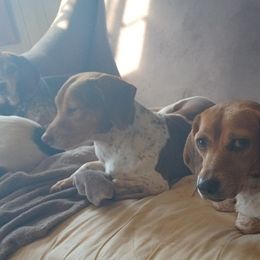 Beagles from Pamela Comardelle's Beagles