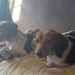 Beagles from Pamela Comardelle's Beagles
