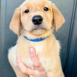 Benedict - Yellow male Labrador Retriever puppy in Great Falls, Montana from Yogo Point Kennels