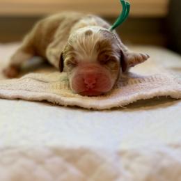 Cinderella (Teal Collar) - Red female Bernedoodle puppy in Stanwood, Washington from Butter Cup Pups and Paws