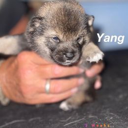 Shiba Inu Puppies from ScrapiShibas