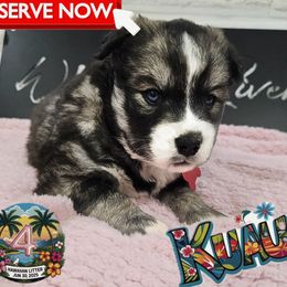 Kuaui - Agouti and white female Siberian Husky puppy in Sherwood, Oregon from Whiskey River Siberians