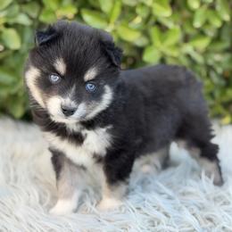Arlo - Black and white male Pomsky puppy in Whittier, California from Legendary Pomskies
