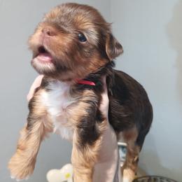 Pink Girl - Chocolate, tan and white female Yorkshire Terrier puppy in Cape Coral, Florida from Misty's Yorkshire Terriers