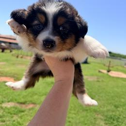 Jolene - Black tri-color female Australian Shepherd puppy in Cushing, Oklahoma from Midwest LP Aussies